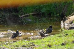 19024437_1357928340951144_1102652952_o