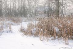 Zedowice_zima2008_027