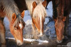 Zedowice_zima2008_031