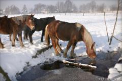 Zedowice_zima2008_032