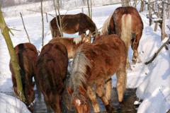 Zedowice_zima2008_033