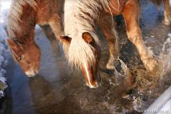 Zedowice_zima2008_034