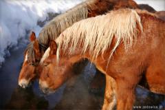 Zedowice_zima2008_035