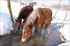 Zedowice_zima2008_036