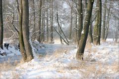 Zedowice_zima2008_058