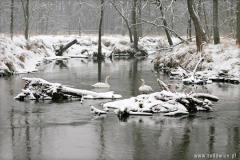 Zedowice_zima2008_064