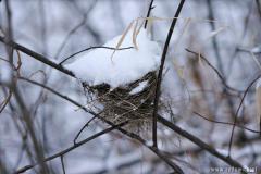 Zedowice_zima2008_067