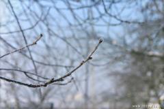 Zedowice_zima2008_088