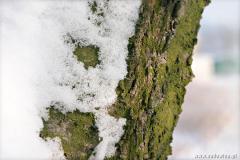 Zedowice_zima2008_091