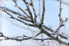 Zedowice_zima2008_093