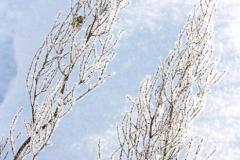 Zedowice_zima2008_094